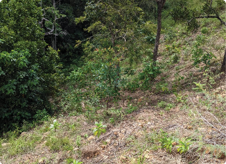 Forest Image 1