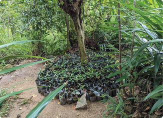 Forest Image 2